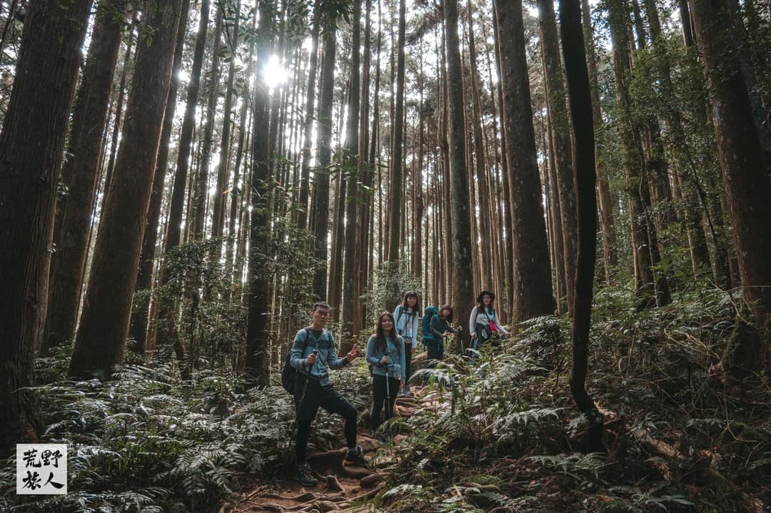 加里山的人造柳杉林