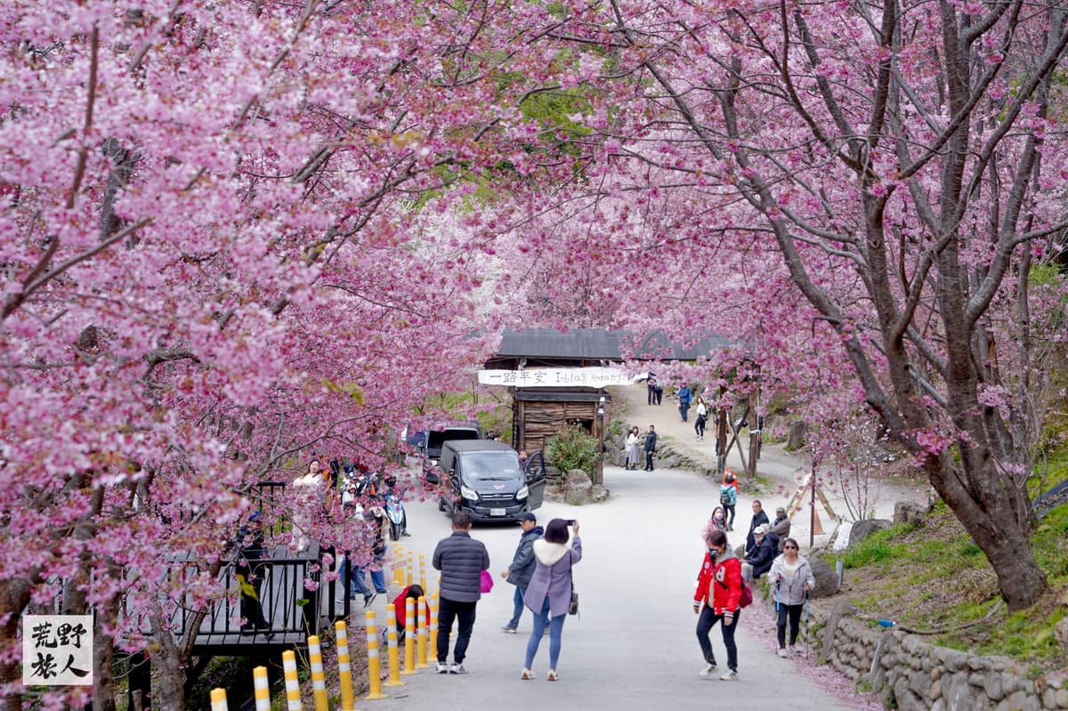 《神木,親子,上帝部落》司馬庫斯 鎮西堡神木健行