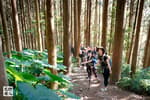 《杉木,迷霧,魔幻森林》高島縱走