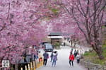 《神木,親子,上帝部落》司馬庫斯 鎮西堡神木健行