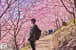 《神木,親子,上帝部落》司馬庫斯 鎮西堡神木健行 — 行程景色 2