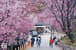 《神木,親子,上帝部落》司馬庫斯 鎮西堡神木健行 — 行程景色 5