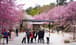 《神木,親子,上帝部落》司馬庫斯 鎮西堡神木健行 — 行程景色 7
